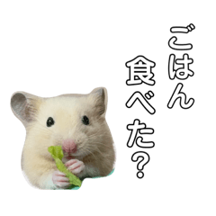 [LINEスタンプ] ちゃちゃまる☺︎