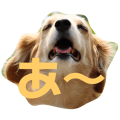 [LINEスタンプ] ぼっくはここちゃん。