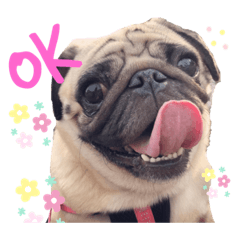 [LINEスタンプ] ぱぐのこたろう