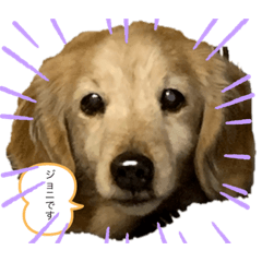 [LINEスタンプ] ダックスジョニ＆リリー