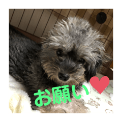 [LINEスタンプ] ワンチャン ラブ