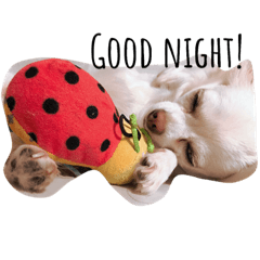 [LINEスタンプ] うちの白い子犬寝てます