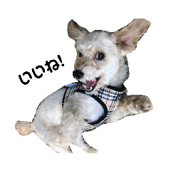 [LINEスタンプ] 犬の一言 byシェリィ