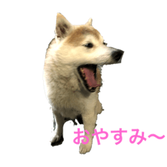 [LINEスタンプ] 柴犬コボとチワワのくらちゃん