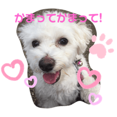 [LINEスタンプ] ᕼᗩᕈᕈY