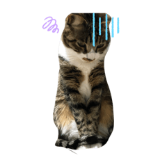 [LINEスタンプ] じぇらとーにのわんでい2