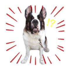 [LINEスタンプ] セントバーナードのヨーゼフ♡2