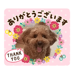 [LINEスタンプ] プーちゃんといっしよ
