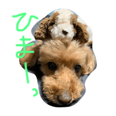 [LINEスタンプ] トイプードルのクゥ③