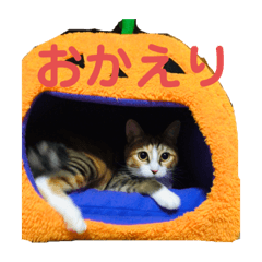[LINEスタンプ] いつものんちゃん