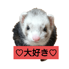 [LINEスタンプ] 集まれフェレットファン♡ 2