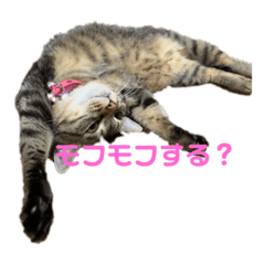 [LINEスタンプ] ねこちゃんの写真スタンプパート1