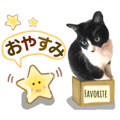 [LINEスタンプ] ハチワレ猫くぅの写真スタンプでトーク