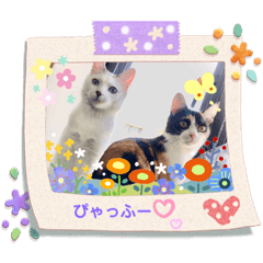 [LINEスタンプ] 白ねこのみるくとここあ