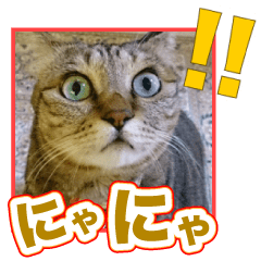 [LINEスタンプ] にゃにゃステッカー