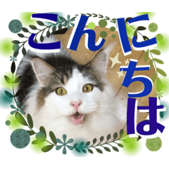 [LINEスタンプ] メインクーンの丁寧なあいさつ（デカ文字）