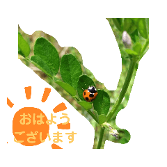 [LINEスタンプ] 日常のあいさつとか
