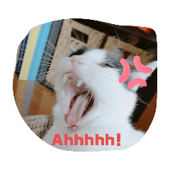 [LINEスタンプ] かわいい猫のプッチとみかん5
