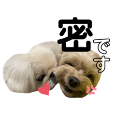 [LINEスタンプ] 犬と会話スタンプ