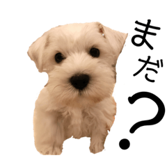 [LINEスタンプ] 白いおいぬくん