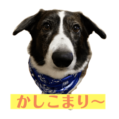[LINEスタンプ] ミルミルスタンプ コーギーカーディガン