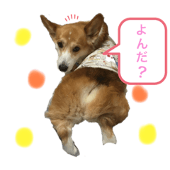 [LINEスタンプ] コーギー犬あとむ