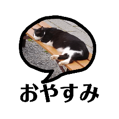 [LINEスタンプ] 吹き出しノラネコ集合