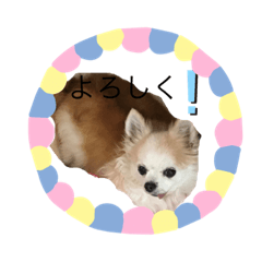 [LINEスタンプ] 愛犬のアキと文字スタンプ1