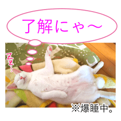 [LINEスタンプ] 喋る！白猫のらいとの画像（メイン）