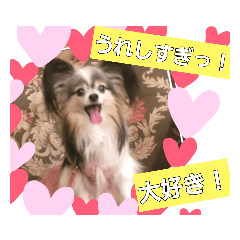 [LINEスタンプ] パピヨン犬のティアラさん 。1