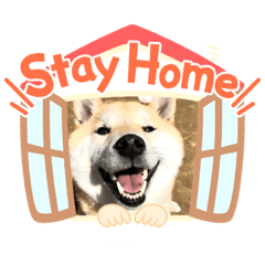 [LINEスタンプ] 赤柴はなちゃん ”ウイルス対策”