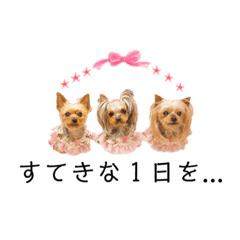 [LINEスタンプ] ヨーキーのちょこ＆みんと＆ちゃい④