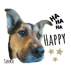 [LINEスタンプ] 愛犬Tanko