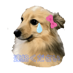 [LINEスタンプ] ワンワンスタンプ # 1