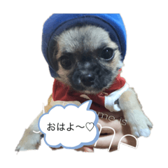 [LINEスタンプ] ゆめここね