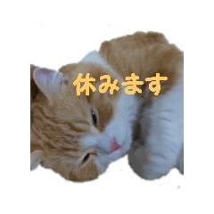 [LINEスタンプ] うちのねこ社長2
