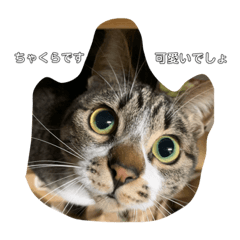 [LINEスタンプ] ねこのきもち。 (ちゃくら♀)