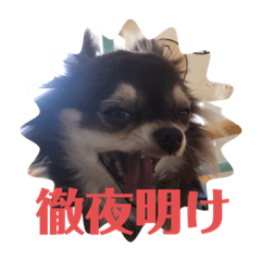 [LINEスタンプ] チワワ チョコタンのジジです