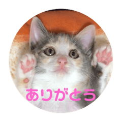 [LINEスタンプ] みおミオMio