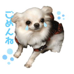 [LINEスタンプ] 仲良し犬さん