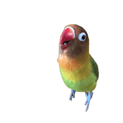 [LINEスタンプ] ボタンインコさん