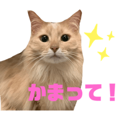 [LINEスタンプ] 猫カフェNyannyスタンプ