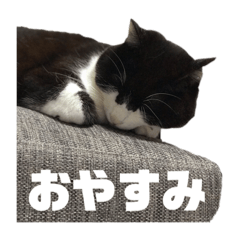 [LINEスタンプ] ハチワレ族