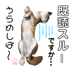 [LINEスタンプ] 柴犬あんず ver.8
