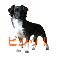 [LINEスタンプ] Dのつぶやき