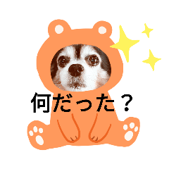 [LINEスタンプ] タヌキ犬の画像（メイン）