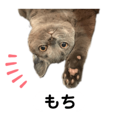 [LINEスタンプ] 【返事】猫の一言スタンプ【毎日使える】