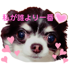 [LINEスタンプ] 小悪魔チワワのメルシー♪