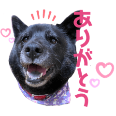 [LINEスタンプ] 甲斐犬ちゃみスタンプ