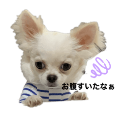 [LINEスタンプ] チワワのカイトくん